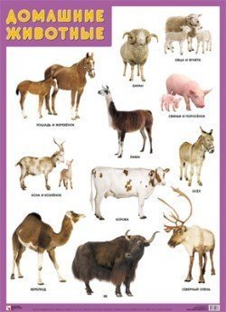 Плакат: Домашние животные (Мозаика-Синтез)