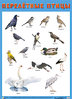 Плакат: Перелетные птицы