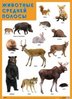 Плакат "Животные средней полосы"
