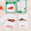 Обучающие карточки по методике Домана: Рыбы