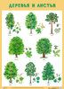 Плакат. Деревья и листья